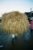 The wild creativity of the Ukrainian folk Christmas holiday Malanka